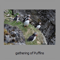 gathering of Puffins